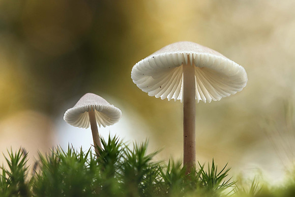 Pilze - Makro